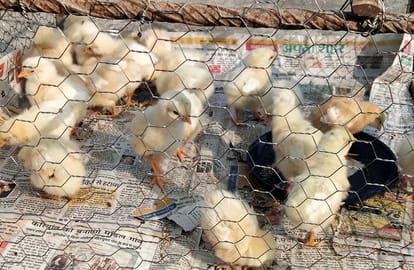 Chicks born to egg by machine this is made by student