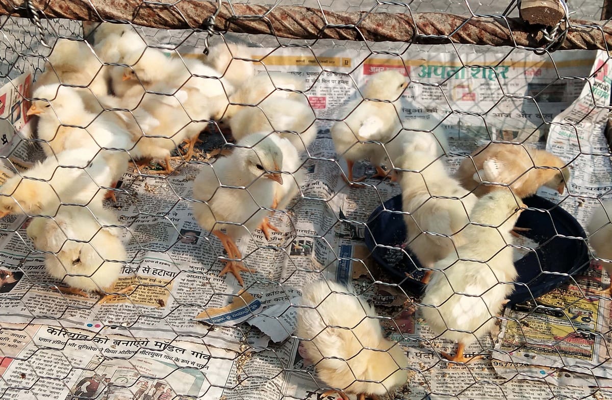 Bird Flu Symptoms In Chickens 20 Samples Collected