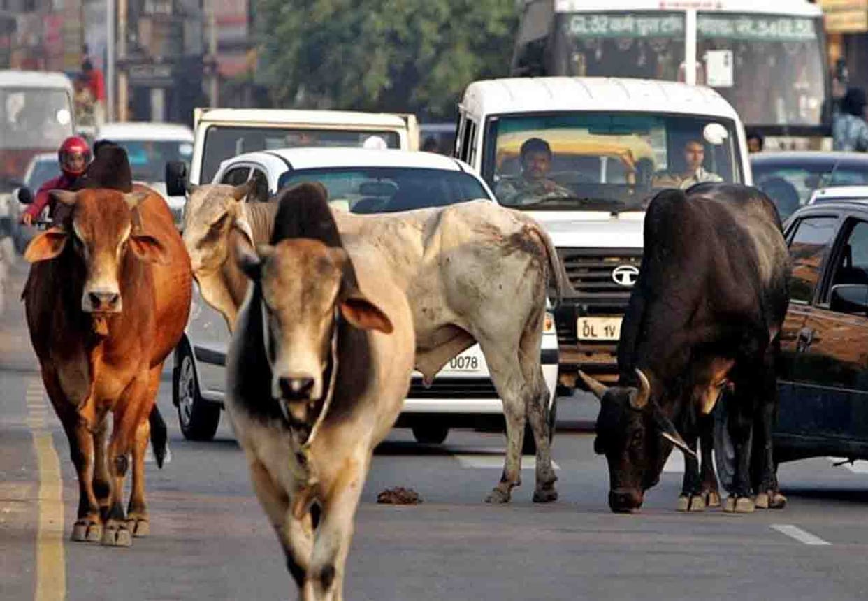 estray animals found on road