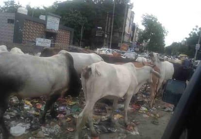 estray animals found on road
