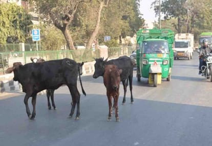 estray animals found on road