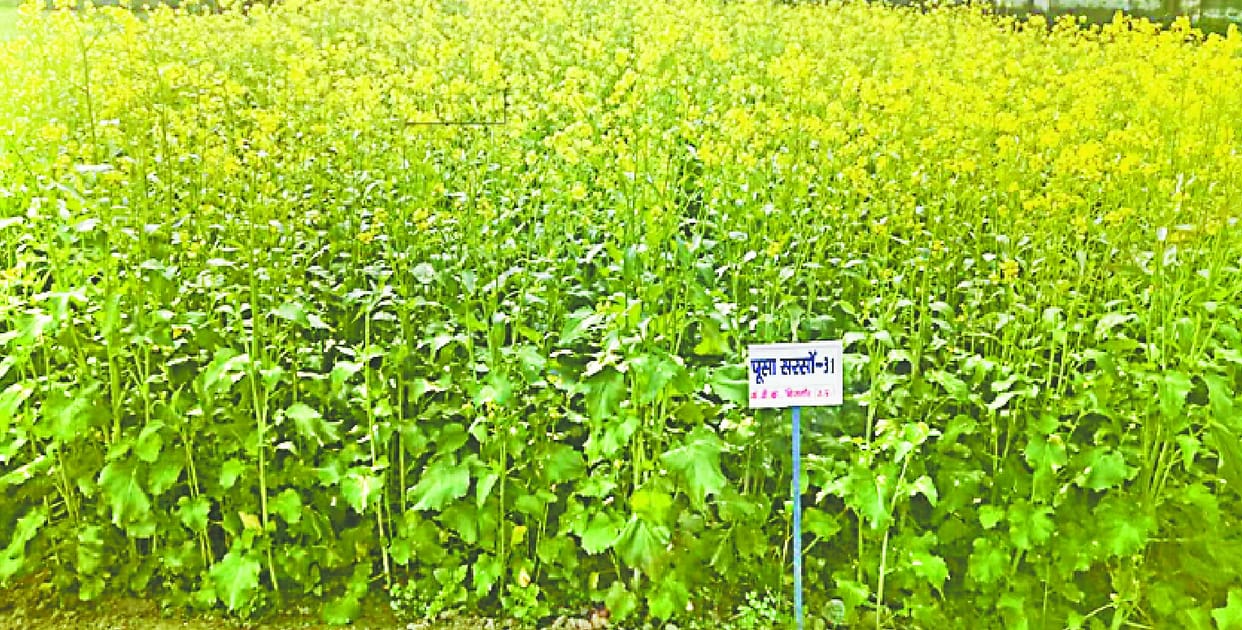 Farmers will get boon for 31 paddy