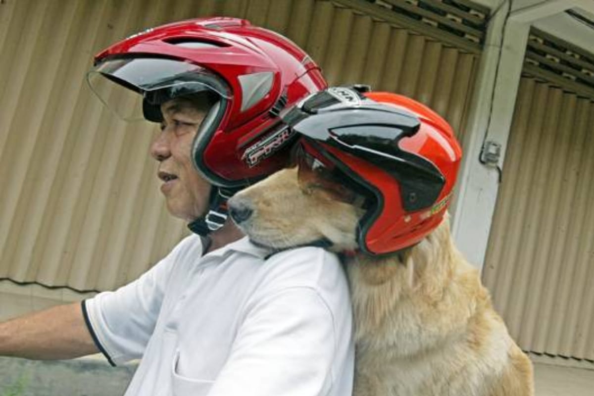 See the awesome video of dog, who is enjoying bike riding