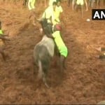Jallikattu