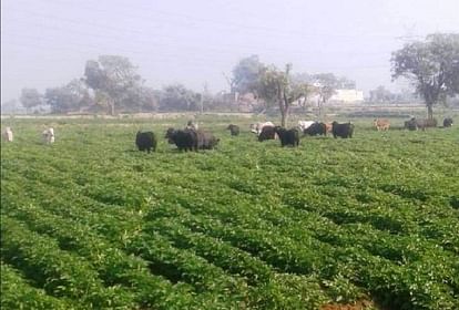 bull killed farmer who was guarding crop on farm in Agra