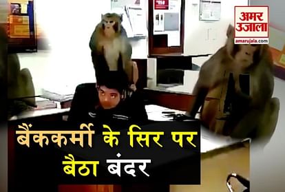monkey sits on the head of bank employee viral video