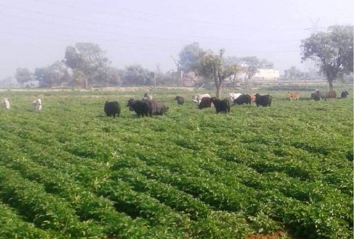 farmers protests in unique style over stray animals in agra