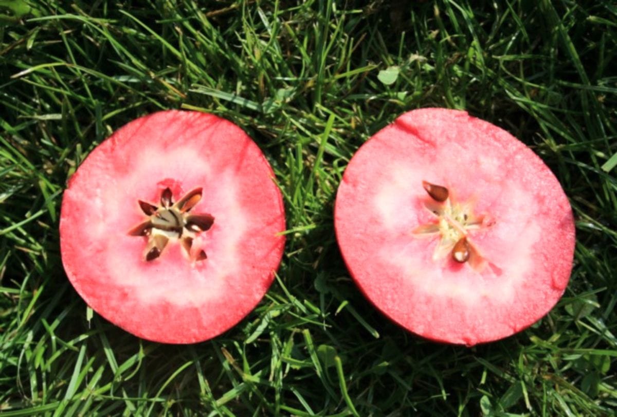 amazing murabba benefits for stomach pain