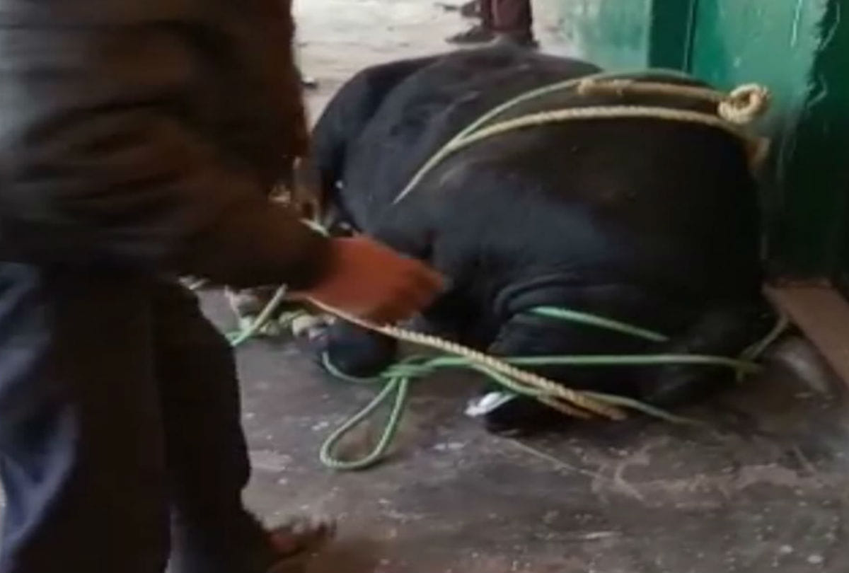 villagers killed bull in mainpuri