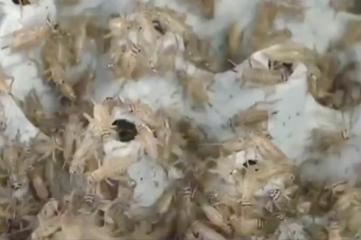 Finland food company Fazer makes bread with crushed crickets insects are source of vitamin iron