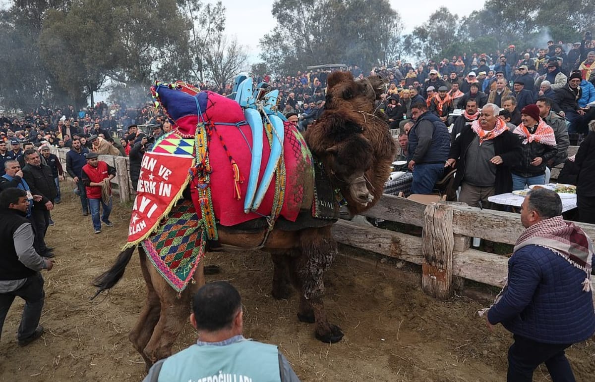Camel wrestling tournament took place in Turkey Selcuk where male camel fight for female tradition