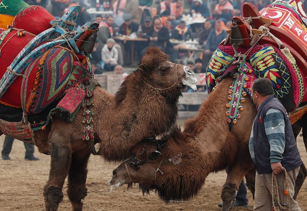 Camel wrestling tournament took place in Turkey Selcuk where male camel fight for female tradition