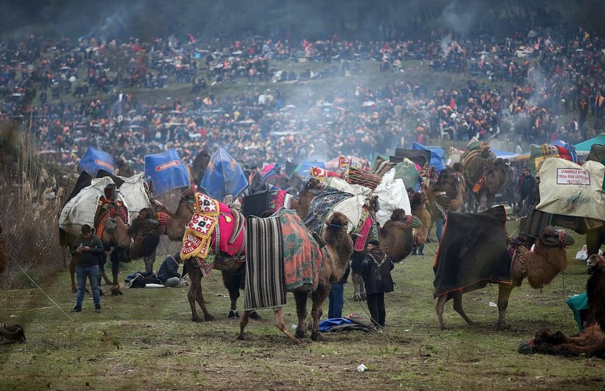 Camel wrestling tournament took place in Turkey Selcuk where male camel fight for female tradition