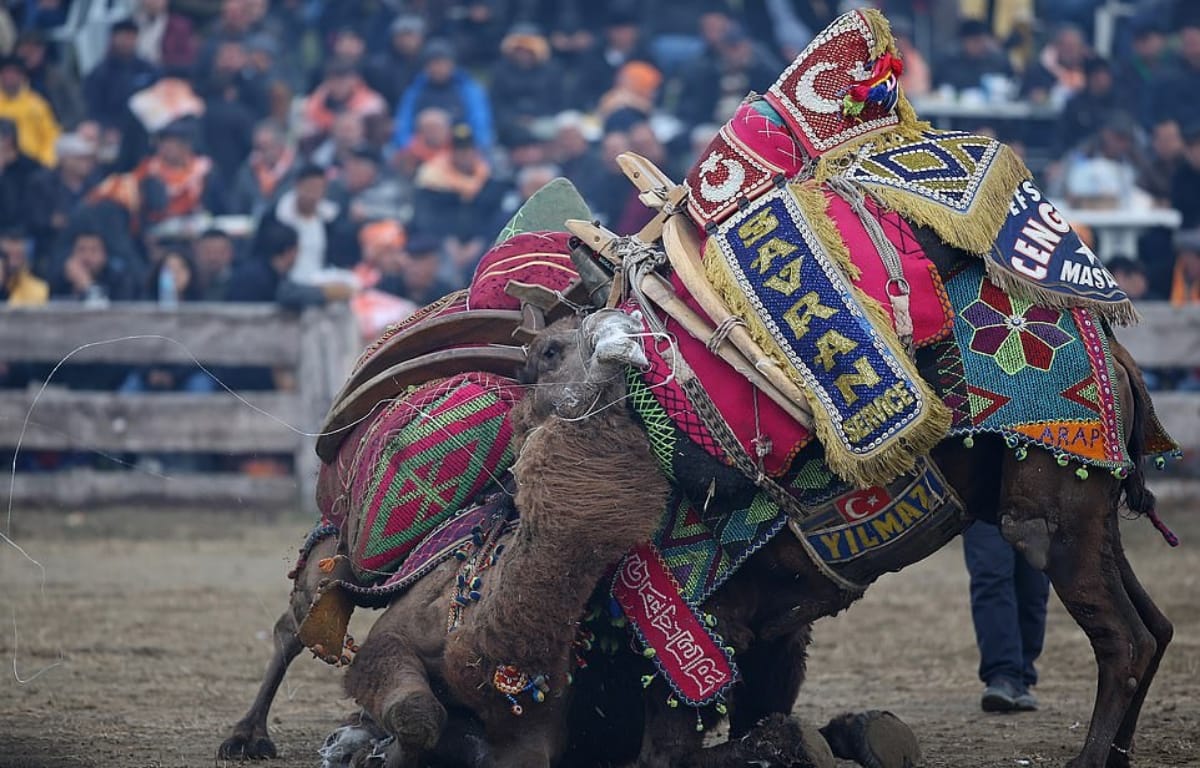 Camel wrestling tournament took place in Turkey Selcuk where male camel fight for female tradition