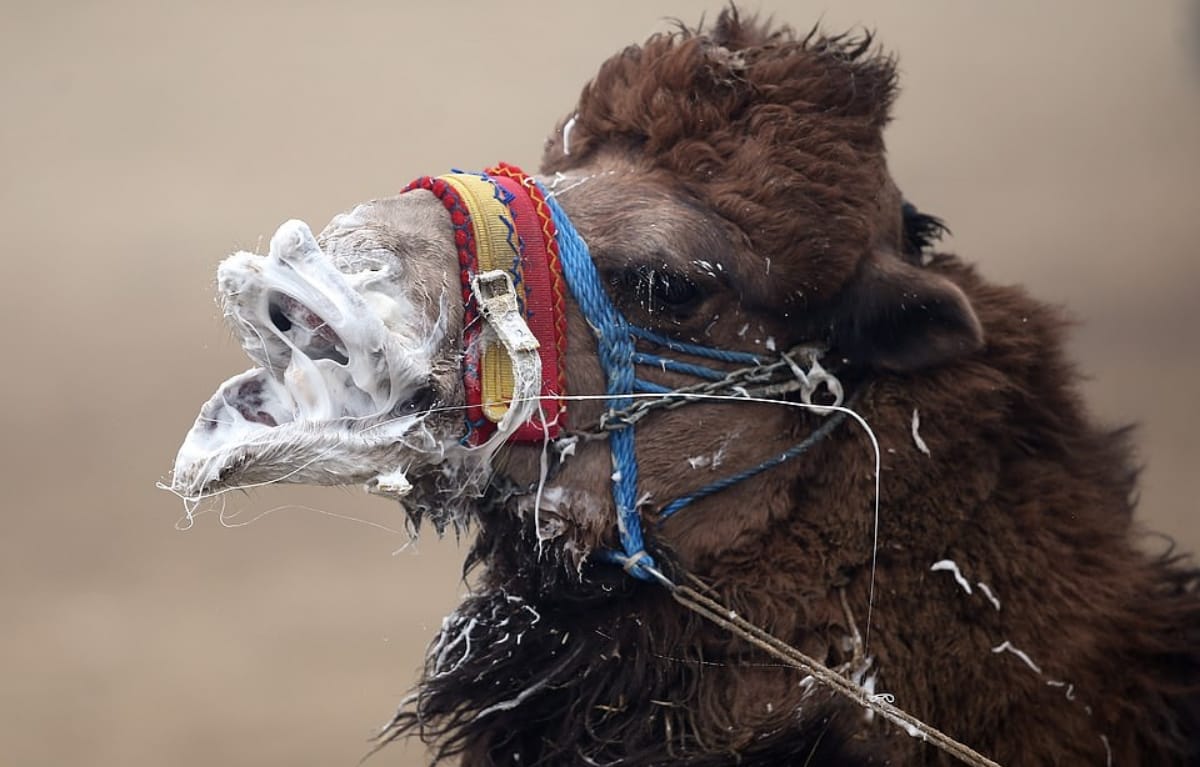 Camel wrestling tournament took place in Turkey Selcuk where male camel fight for female tradition