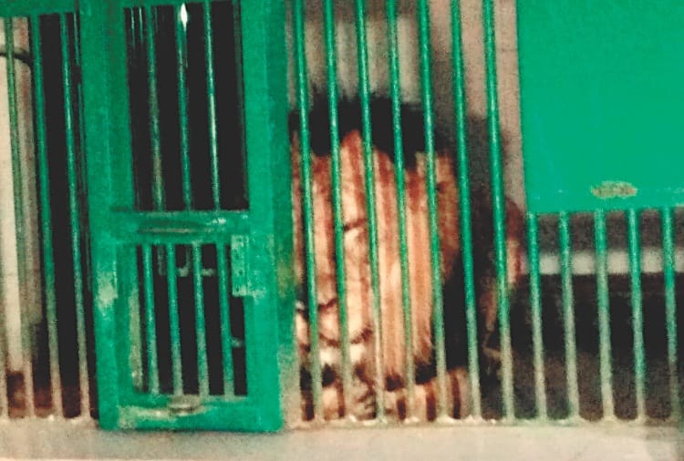 Eye witness told the real story of Man mauled by lions in Chhatbir zoo zirakpur