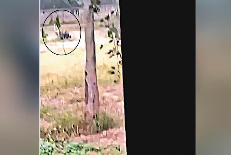 Man mauled by lions in Chhatbir zoo zirakpur, Live Photos