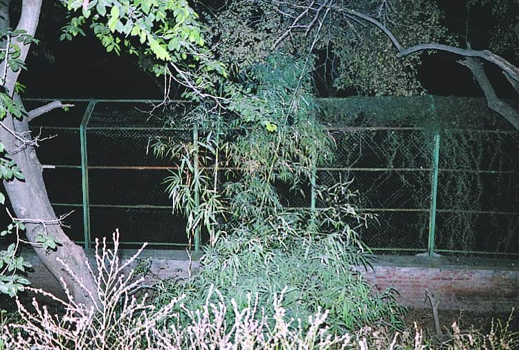 Man mauled by lions in Chhatbir zoo zirakpur, Questions Raised on Zoo Care Takers