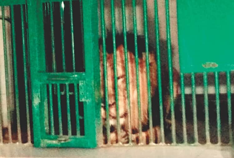Man mauled by lions in Chhatbir zoo zirakpur, Questions Raised on Zoo Care Takers