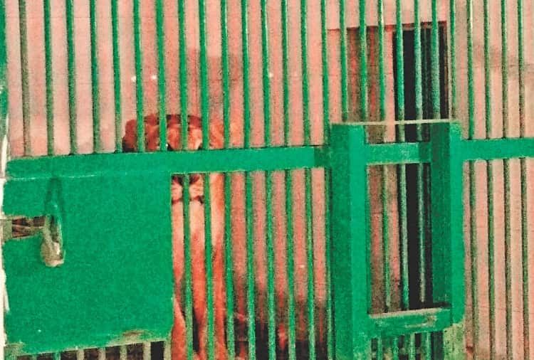 Man mauled by lions in Chhatbir zoo zirakpur, Questions Raised on Zoo Care Takers