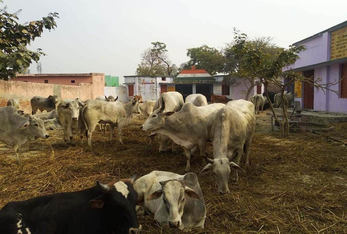 Villagers bind their cows in primary school at noida