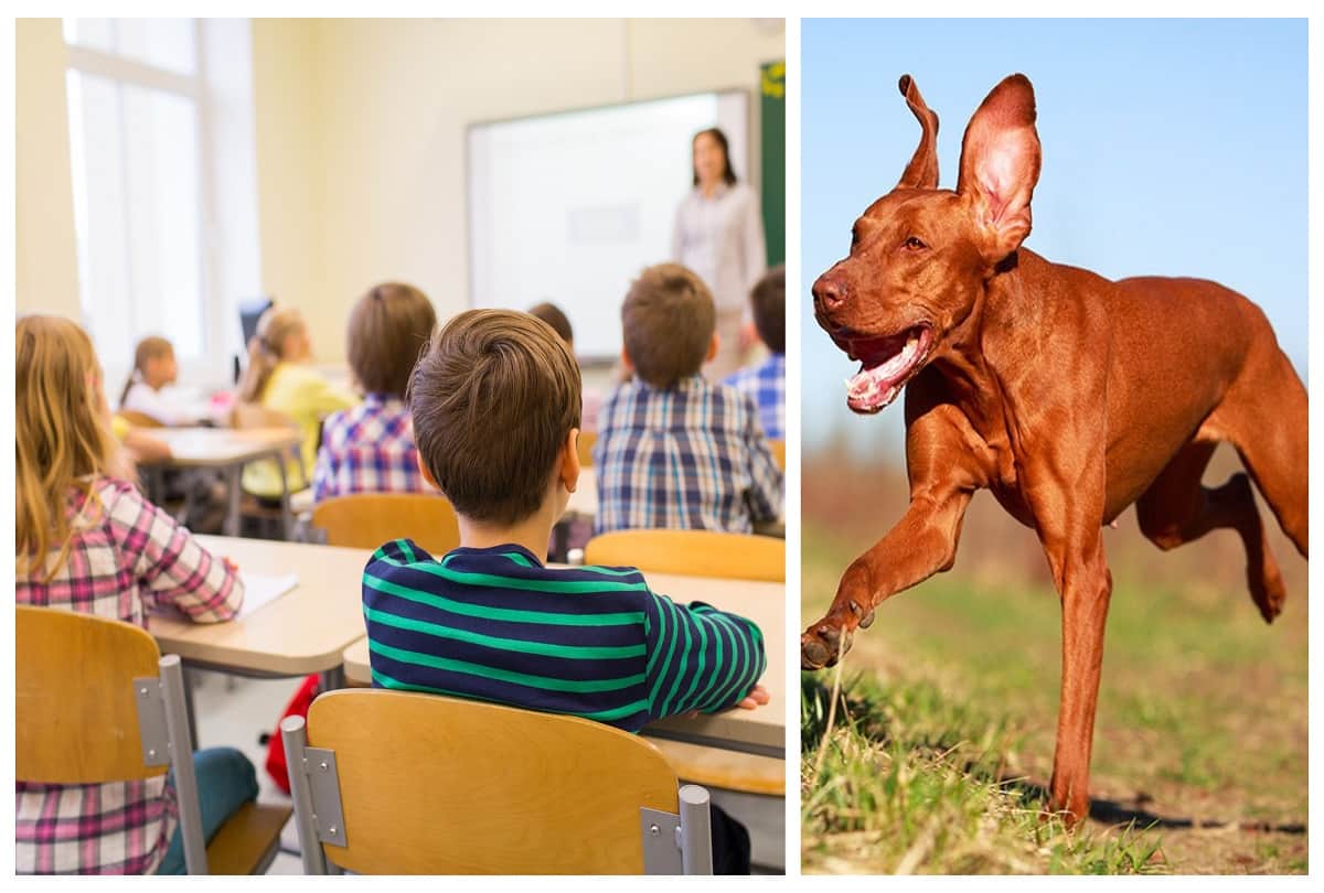 Female teachers locked students in the school room and left a hunter dog on them