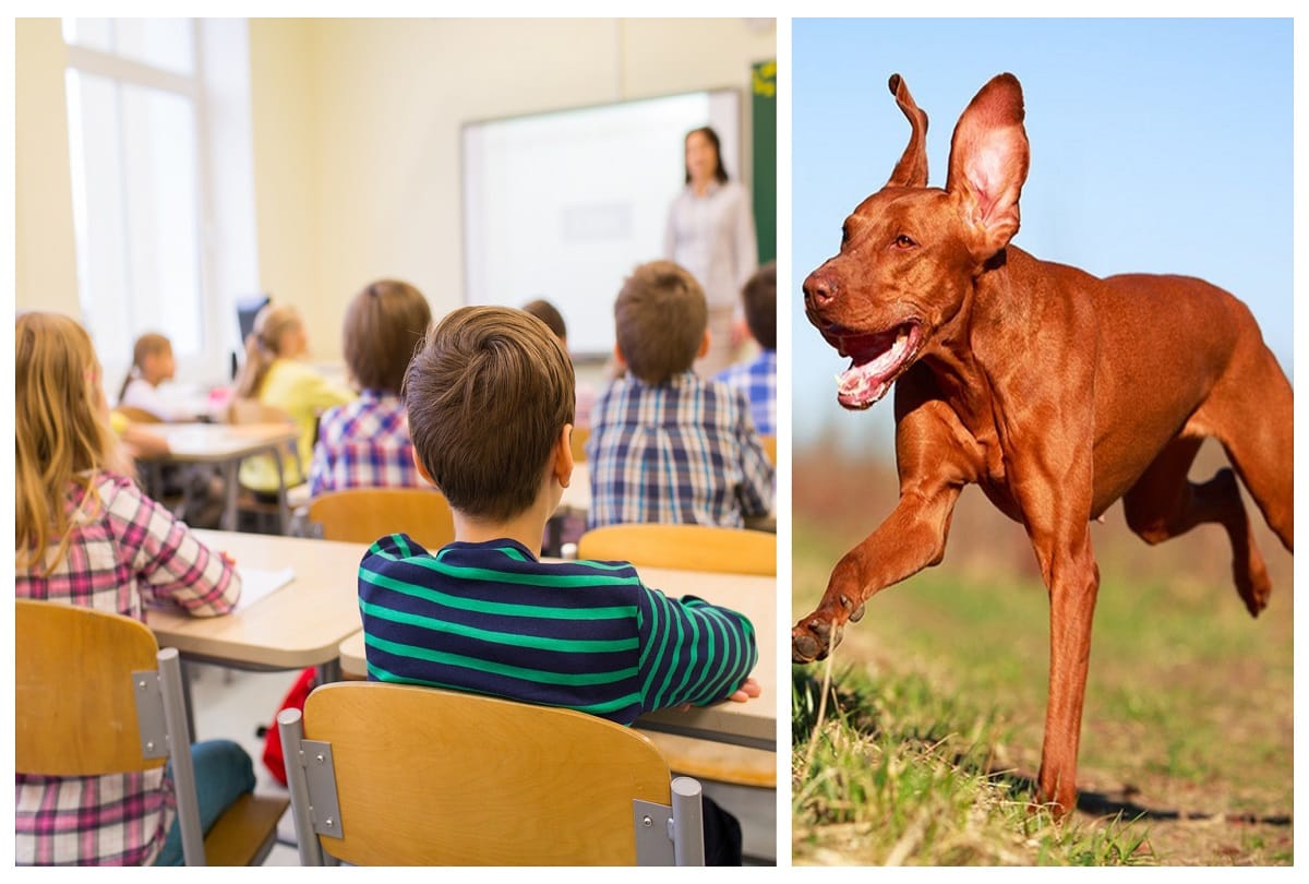 Female teachers locked students in the school room and left a hunter dog on them