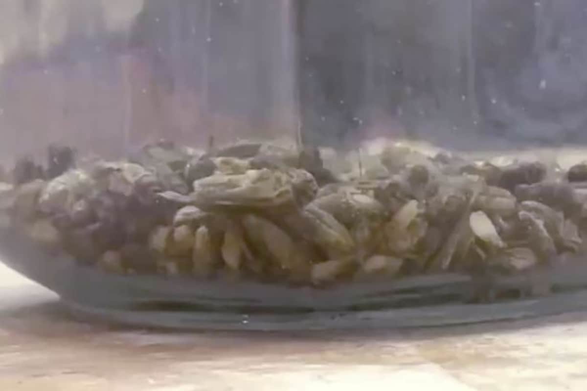 Finland food company Fazer makes bread with crushed crickets insects are source of vitamin iron