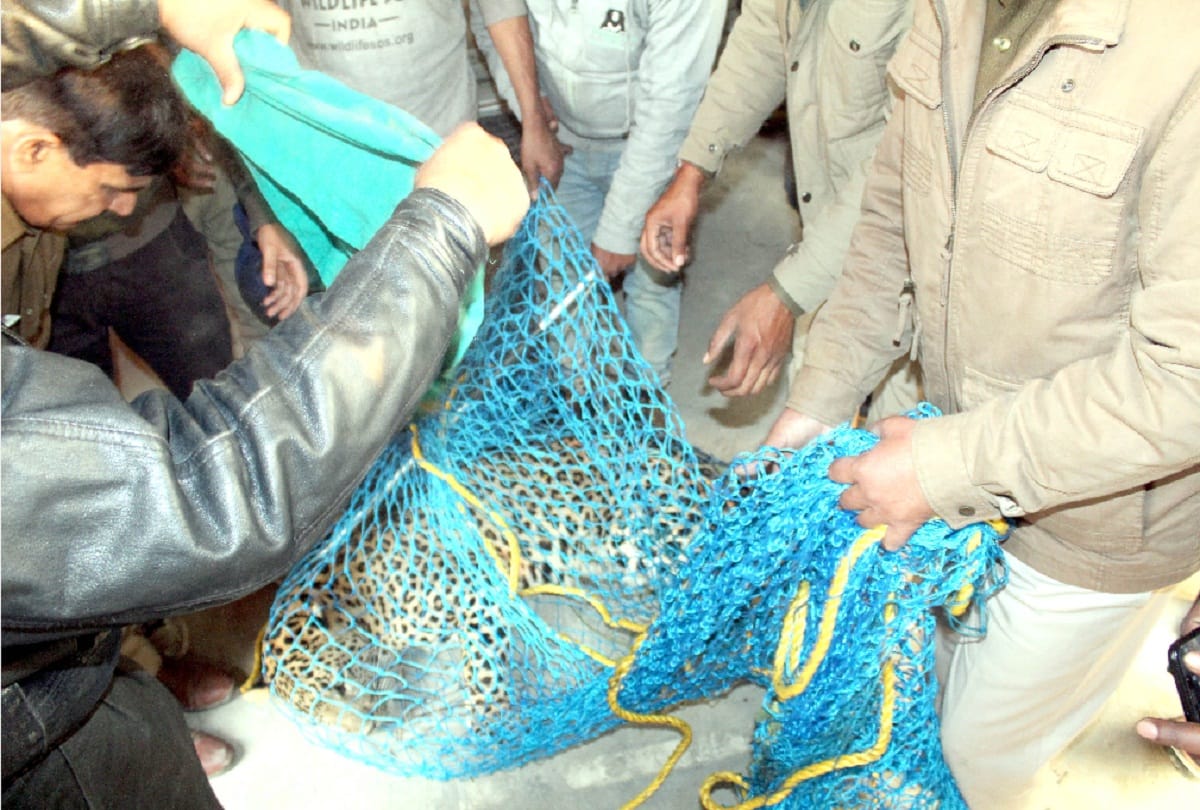 Leopard caught in Greno