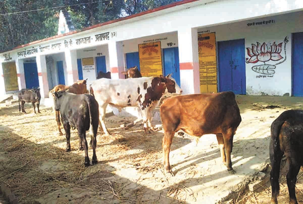 Know, why the stray animals closed at school