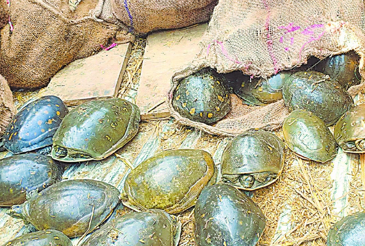 police arrested three smugglers with 324 tortoises in barabanki