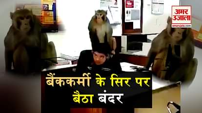 monkey sits on the head of bank employee viral video