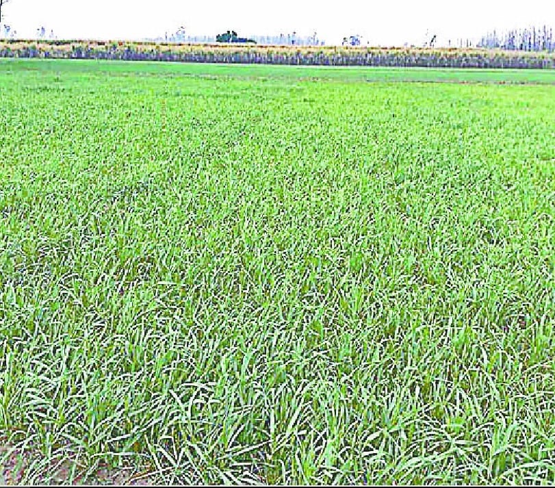 Beneficial for wheat, potato and mustard damage