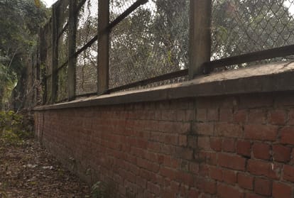 a man killed by lions in chhatbir zoo zirakpur, questions raised on zoo care takers