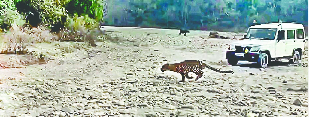 Leopard released 200 km away