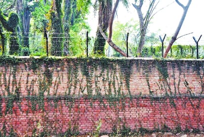 a man killed by lions in chhatbir zoo zirakpur, questions raised on zoo care takers