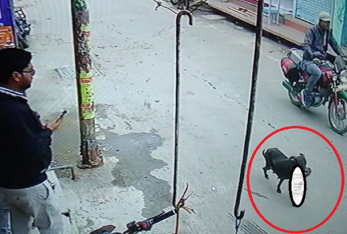 dog roaming in city grabbing newborn in kushinagar