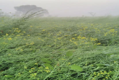 loss of vegetable crop due to rain In Punjab and Haryana