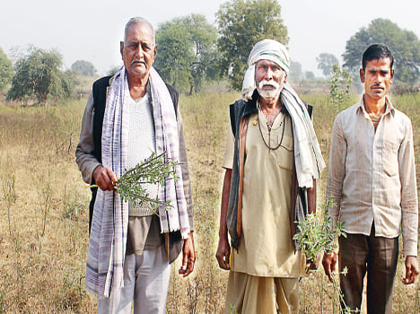 500 bigha crops go wild