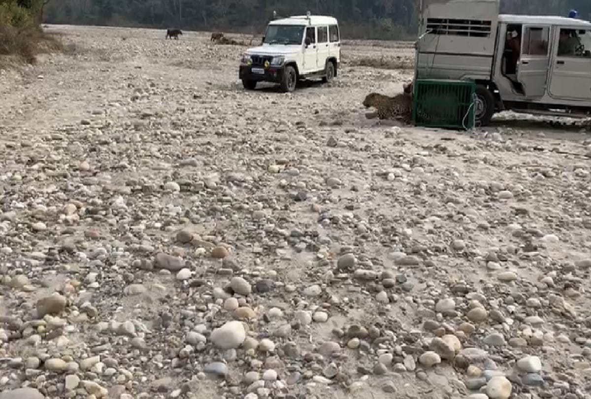 Leopard released 200 km away in Shivalik forest range