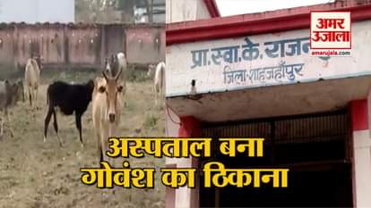 Cows in Shahjahanpur hospital