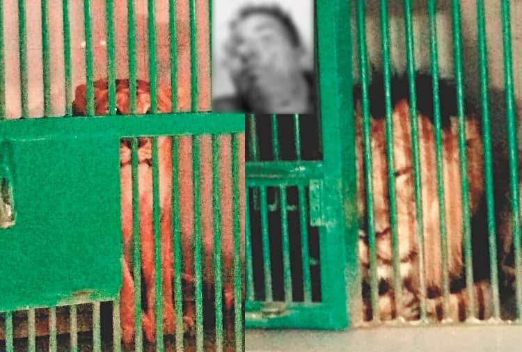 Chhatbir Zoo Incident, Man Identified Killed by Lion Safari
