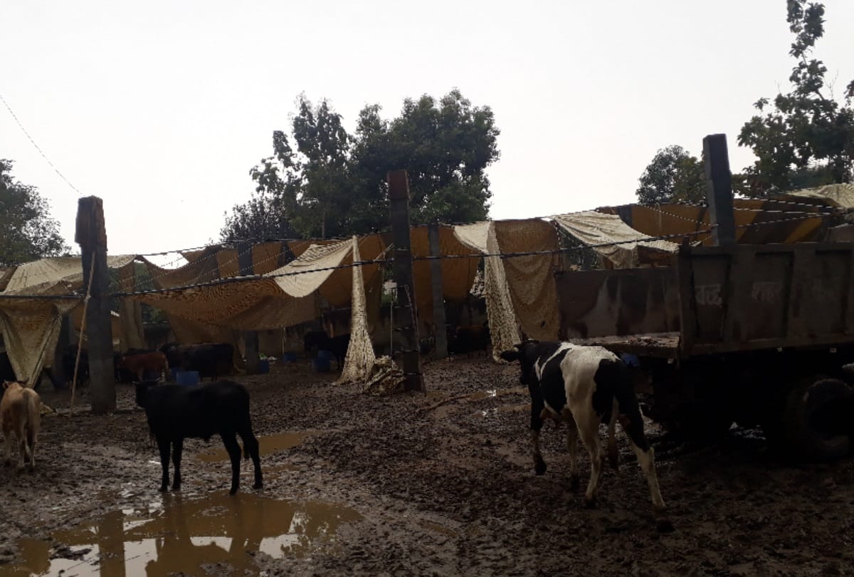 Cow died after shed flew in the air, Meerut municipal administration made funeral