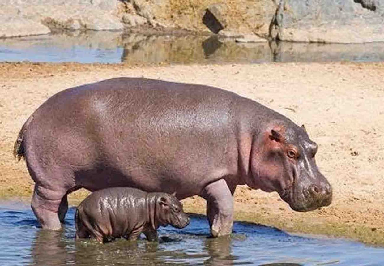 The hippopotamus baby will be in front of the audience on Republic Day
