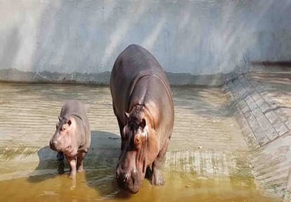 The hippopotamus baby will be in front of the audience on Republic Day