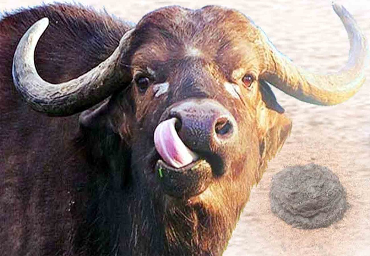 Buffalo dung became cause of discord