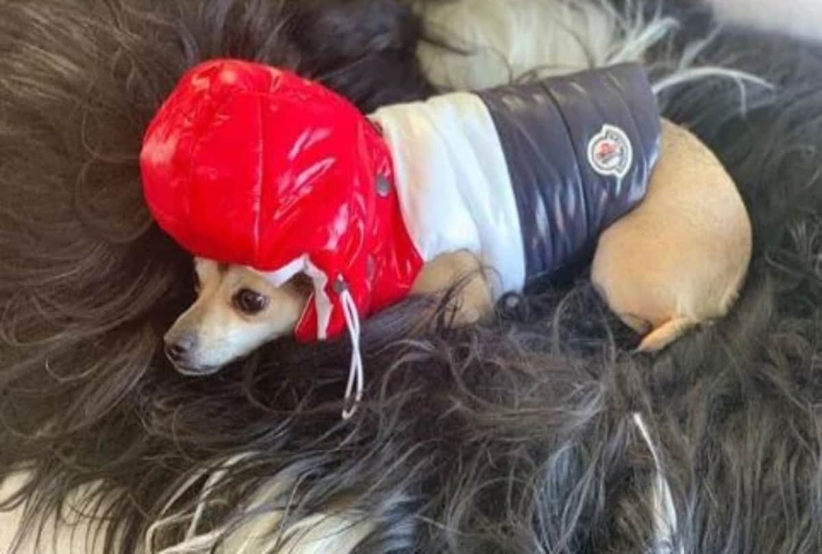 Fashion Ka Passion Priyanka Chopra doggo Diana Jacket and house worth 2 lakh 36 thousand rupees