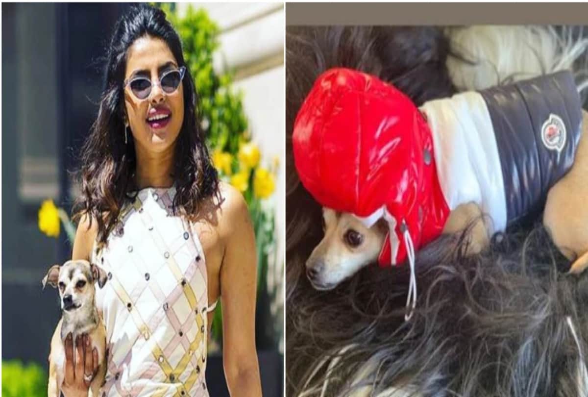 Know the Cost of Priyana Chopra Dog's Jacket