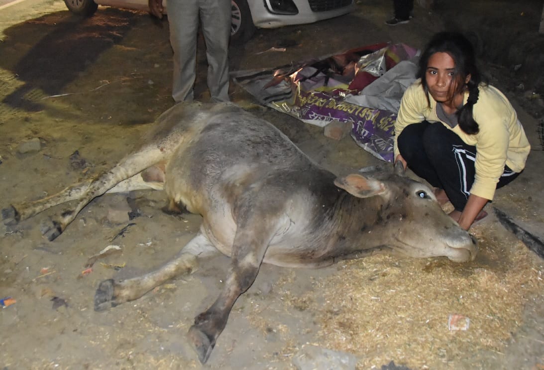 मरणासन्न बछड़े के लिए सुबह से शाम तक मिन्नतें करती रहीं बहनें