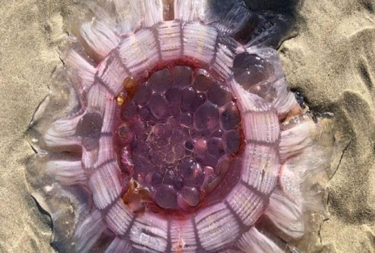 weird jellyfish washes up on New Zealand beach looks like strange Volcano